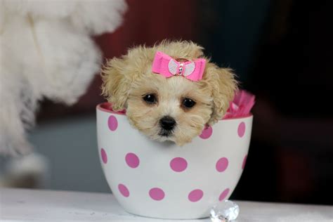 teacup poodles bring  perfect baby home today call