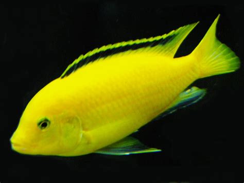 electric yellow labidochromis caeruleus aquarium fish paradise adelaide sa