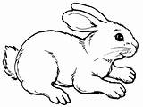 Rabbit Ausmalen sketch template
