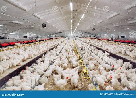 big indoors modern chicken farm chicken feeding stock image image  cockerel barn