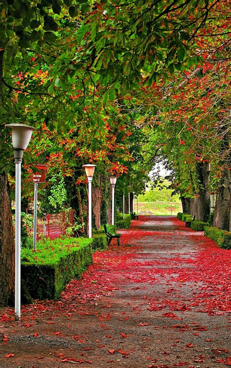 pathway lined  lots  trees  bushes covered  red leaves    light pole