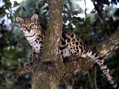 leopardus wiedii margay is a spotted cat native to middle and south