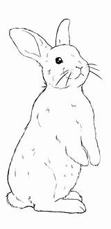 Lapin Dessiner Kaninchen Ausmalen Crayon Hase Aquarell Zum Zeichnen Petits Zeichnungsideen Kreative Ostereier Sachen Einfache Ostern Rabbits Hares sketch template