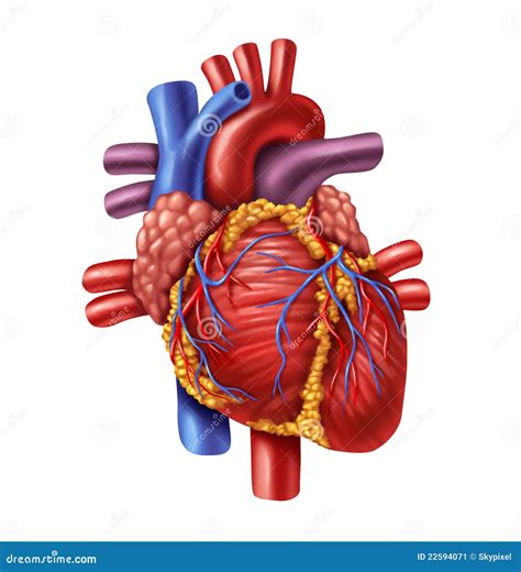 human heart stock image image