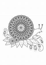 Mandala Snail Coloring Mandalas Pages Animals Adults Color Difficult Nature Adult Animal Et Mix Between If Sometimes Simplicity Those Even sketch template