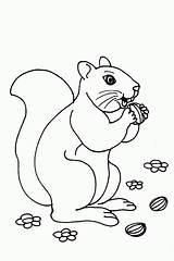 Coloring Pages Squirrel sketch template