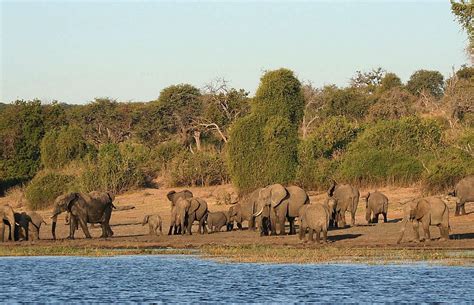 Chobe National Park Safari Botswana Safari Guide Africa