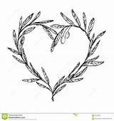 Olive Drawing Branch Heart Wreath Vector Hand Shaped Illustration Drawn Tattoo Clipart Dreamstime Paintingvalley Fan Couronne Ramo Reaching Getdrawings Element sketch template