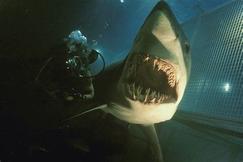 deep blue sea 2 trailer reminds us creating smart sharks is a terrible idea