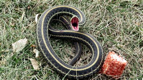 garter snake sighting invokes childhood memories