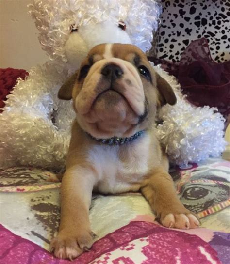 stunning english bulldogs champion bloodlines