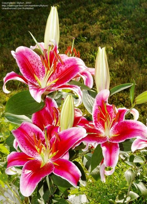 plantfiles pictures oriental lily star gazer lilium by royb