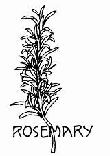 Pages Coloring Herbs Herb Rosemary Drawings Medieval Plant Color Line Colouring Plants Embroidery Visit Clip sketch template