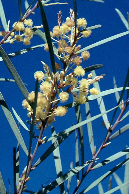 acacia iteaphylla
