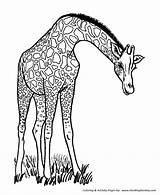 Coloring Giraffe Pages Wild Animal Eating Long Neck Animals Kids Honkingdonkey Sheet Girafe Print Different sketch template
