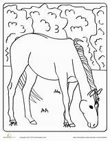 Horse Coloring Education sketch template