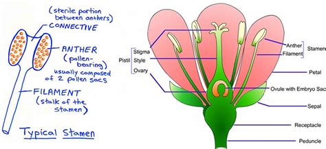 diagram of a plant reproductive system world of reference