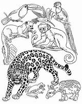 Rainforest Jungle Animaux Selva Animales Regenwald Guepard Tigre Malvorlagen Imprimer Umbrella Mural Malvorlage Colorir Panzer Worksheets Diarama Malen Dschungel Drucken sketch template
