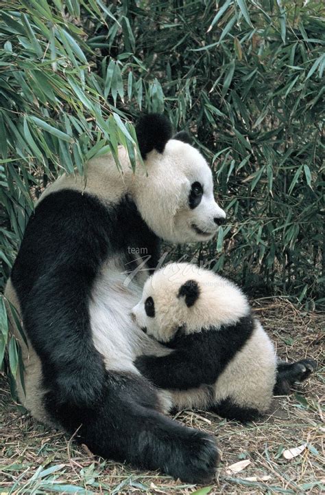 Panda Cubs Generally Nurse For About 9 Months While They