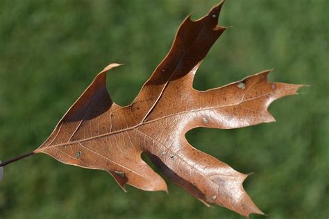 pin oak trees  sharp pointed leaves  produce acorns