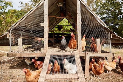chickens in a coop by stocksy contributor alexis courtney stocksy