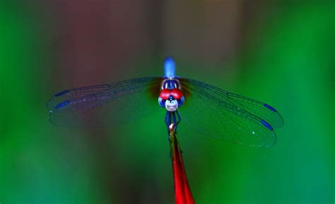 dragonfly fun animals wiki  pictures stories