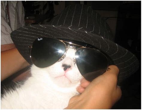 101 Cats Wearing Sunglasses Cats Sunglasses Cool Cats