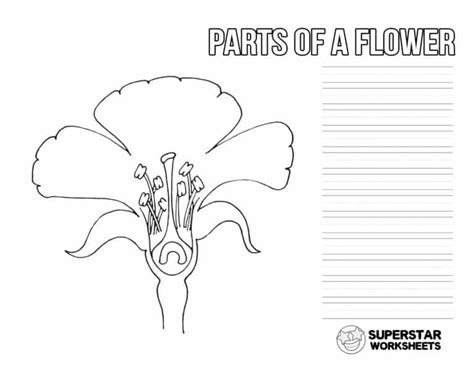 parts   flower worksheets superstar worksheets