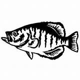 Crappie Decal sketch template