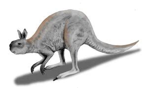 procoptodon fossil wiki fandom