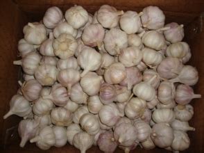 normal white garlic cape service group