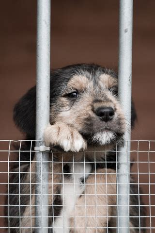 tuesday top ten shelter donation  doggiescom dog blog