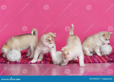 high bred adorable siberian husky puppies stock image image  bread