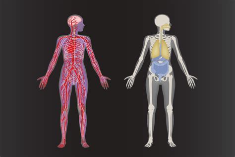 system   human body