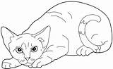Tegninger Coloring Katter Gatos Hunder Chats Dessins Katte Dyr Gratuit sketch template