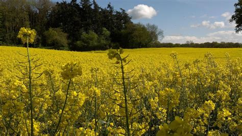 That Field Of Yellow Flowers Is A Crop Of Canola