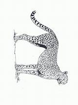 Cheetah Pages Coloring Cheetahs Animated Coloringpages1001 Gifs sketch template