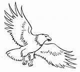 Eagle Aigle Burung Elang Sketsa Mewarnai Narmadi Peasy Colorings sketch template