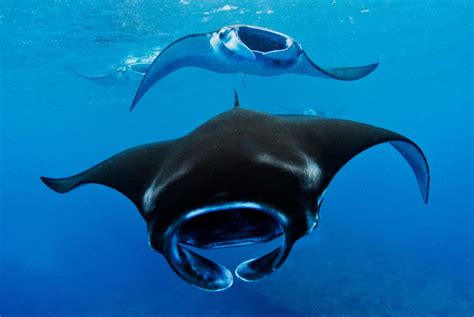 dive   giant oceanic manta ray travelosio
