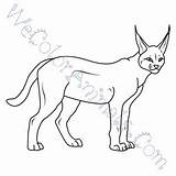 Coloring Caracal Pages Click sketch template