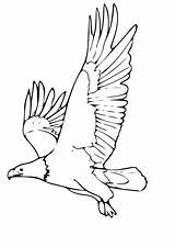 Aigle Aquila Adler Coloriage Arend Aguila Kleurplaat Malvorlage Ausmalbilder Plein Imprimer Ausmalbild Aquile Stampare Schulbilder Roofvogels Dessin Colorier Scarica Aguilas sketch template