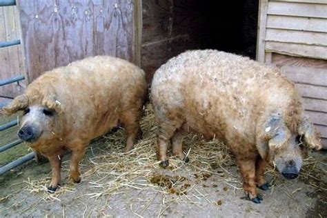 ГМО Мутант Прасе и овца в едно Снимки видео Интересни снимки и забавни статии