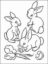 Rabbit Coloring Kids Pages Rabbits Print Funny Carrot Carrots Children Eating sketch template