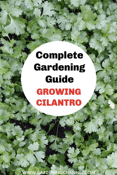 grow   cilantro container herb garden growing cilantro herb