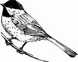 Bird Coloring Chickadee Clipart Drawing Maine State Pages Capped Animalsclipart sketch template