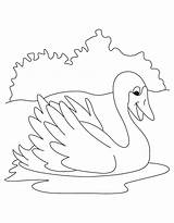 Coloring Pages Swan Kids Getcolorings Animals Colouring sketch template
