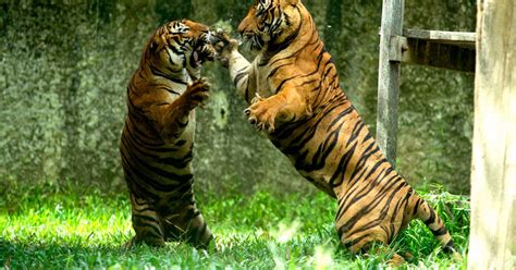 tigers fight  amazing   malaysia world news mirror