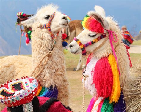 world   find llamas  stylish