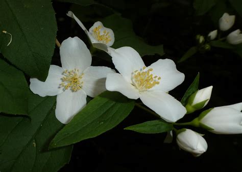 identification whats  treeshrub  white  petal flowers