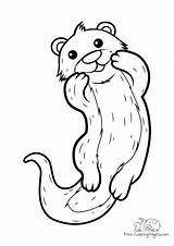 Otter Ausmalbild Lies sketch template